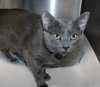 41189 - Meowser