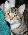 41211 - Daisy