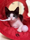 41108 - Annabelle