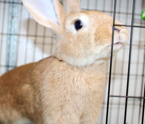 41160 Bun Bun