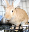 41160 Bun Bun