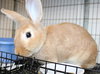 41160 Bun Bun