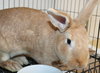 41160 Bun Bun