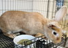 41160 Bun Bun