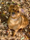 41366 - Teddy