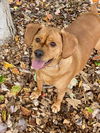 41366 - Teddy