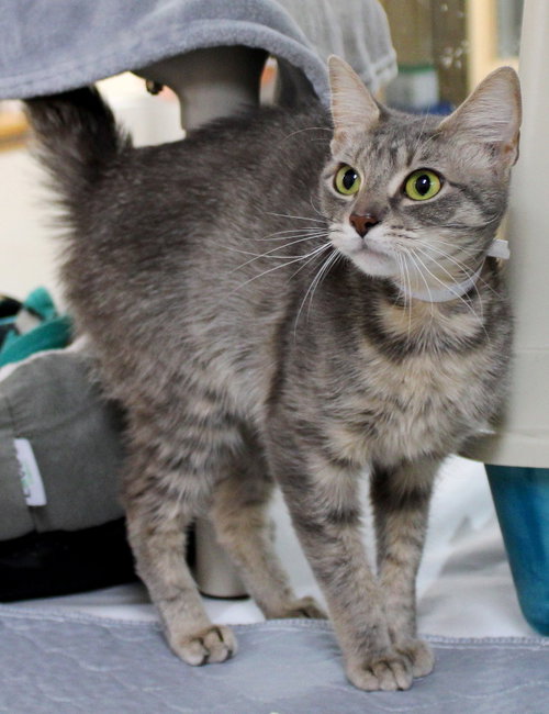41286  Simba