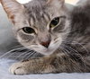 41286  Simba