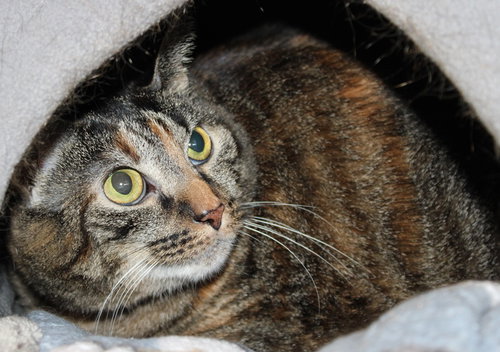 41387  Sophie