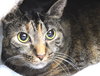 41387  Sophie