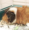 41244 - Coco