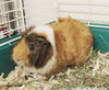 41244 - Coco