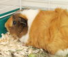 41244 - Coco
