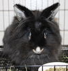 41451 - Oreo