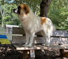 41463 - Junior