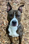 41489 - Hugo