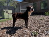 41489 - Hugo