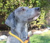 41578 - Brock