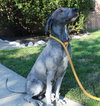 41578 - Brock