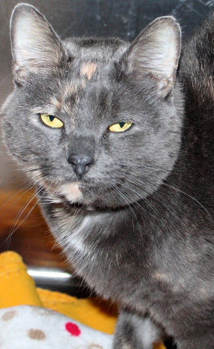 41483 - Tallie