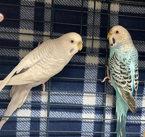 41626 & 41627 - Gracey and Mary