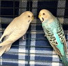 41626 & 41627 - Gracey and Mary
