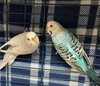 41626 & 41627 - Gracey and Mary