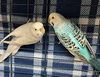 41626 & 41627 - Gracey and Mary