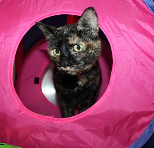 41625 - Coco