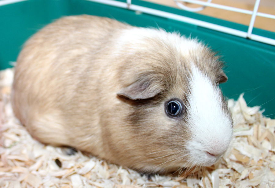 Peanut guinea shop pig