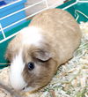 41699 - Peanut
