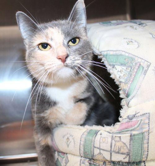 41681 - Tootie