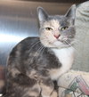 41681 - Tootie