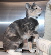 41681 - Tootie