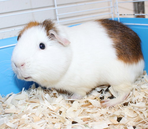 41700 - Pumpkin