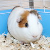 41700 - Pumpkin