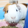 41700 - Pumpkin