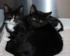 41692, 41693 Hilda & Zelda