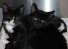 41692, 41693 Hilda & Zelda