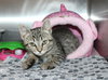 41709 Sheyah