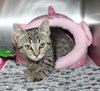 41709 Sheyah