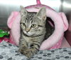 41709 Sheyah