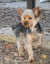41868 - Cody