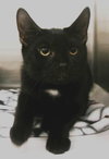 41816 - Bagheera