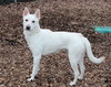 42027 - Lyka