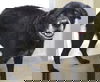 42082 - Blackie