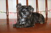 42159etc  Wegman, Winnie, Wesley, Wish, and Windy!