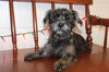 42159etc  Wegman, Winnie, Wesley, Wish, and Windy!