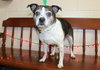 42110 - Buddy