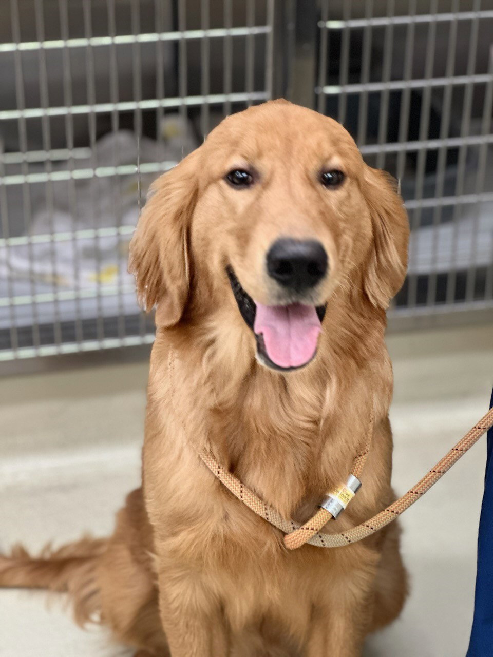 Dog for Adoption 42195 Hiro, a Golden Retriever in Thurmont, MD